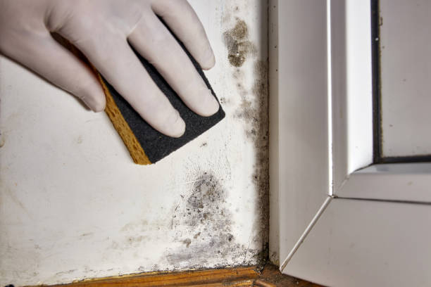 Best Black Mold Removal  in Highland, UT